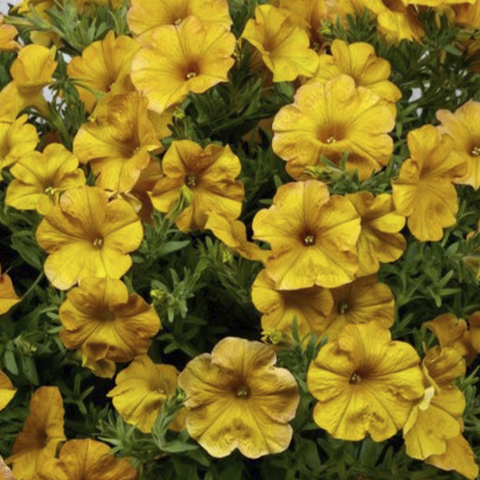 32346 Петуния BEAUTICAL Yellow Sun (Весна 2026)