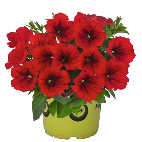 32180 Петуния SWEETUNIA RED (ОСЕНЬ 2025)