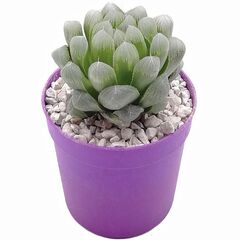 Суккулент Хавортия Купера