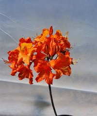 Teofrast Азалия априкот Azalea apricot