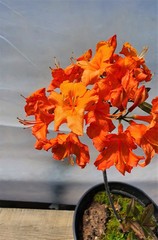 Teofrast Азалия априкот Azalea apricot