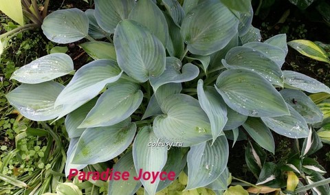 Paradise Joyce хоста