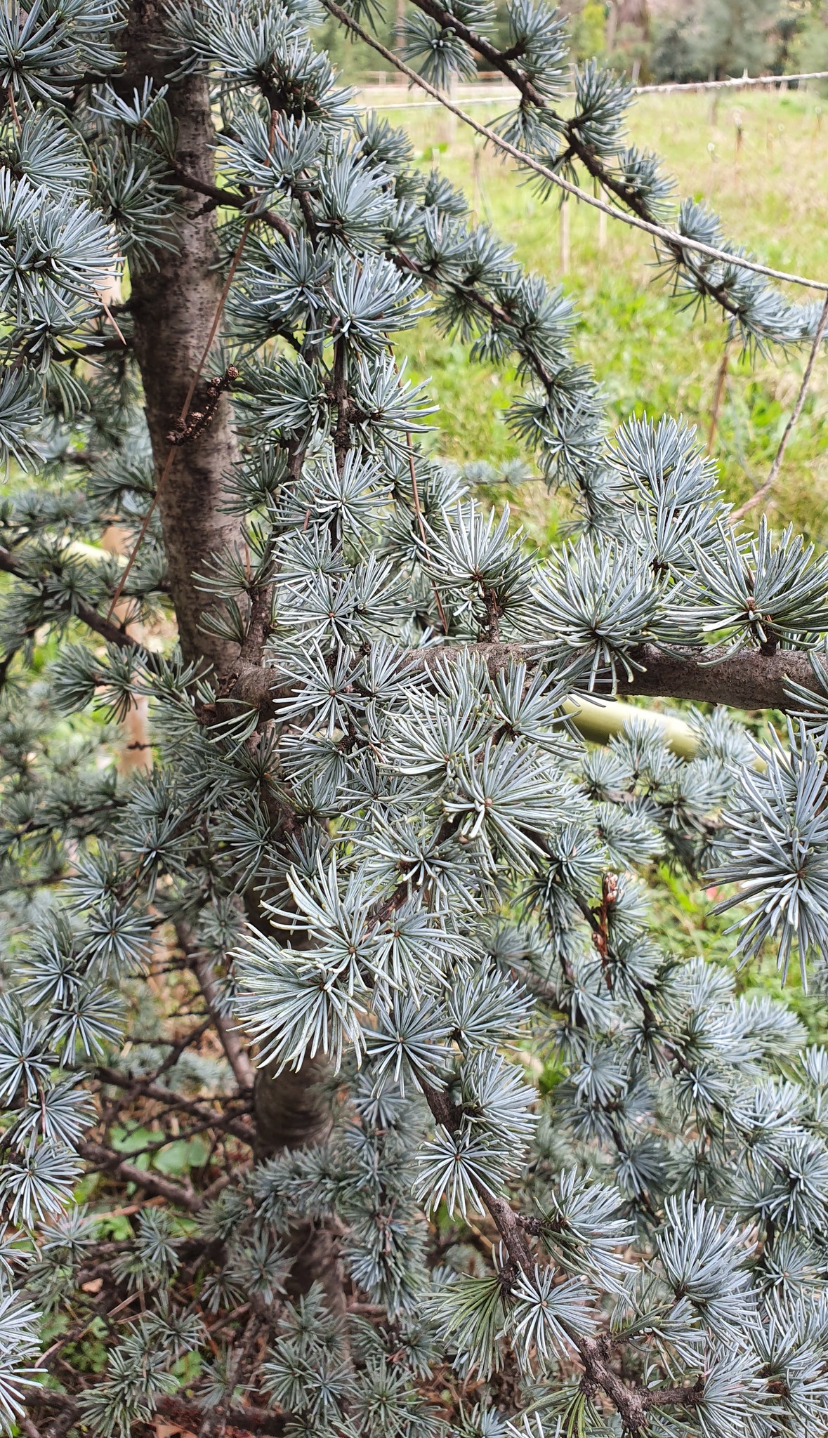 Кедр ливанский Cedrus libani Blue Angel
