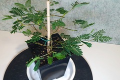 Teofrast Мимоза стыдливая mimosa pudica