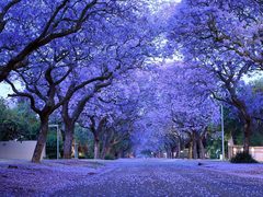 Teofrast Жакаранда мимозолистная Jacaranda