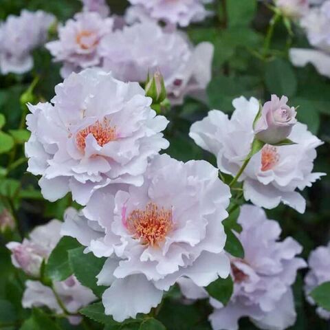Тилия (Couture Rose Tilia)