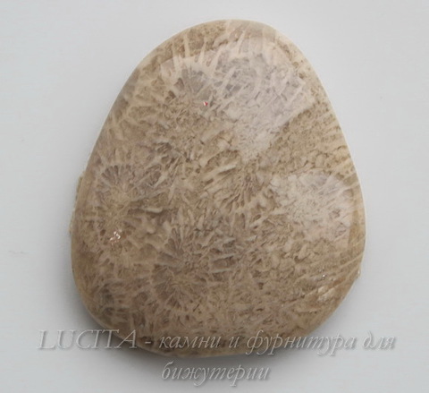 Кабошон Коралл 31,1х27,5х7,4 мм №15 ()