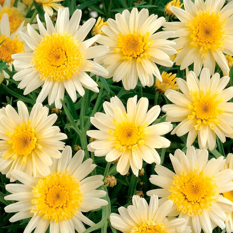 3626 Агрирантемум LARITA LEMON YELLOW