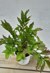 Teofrast Валериана лекарственная Valeriana officinalis