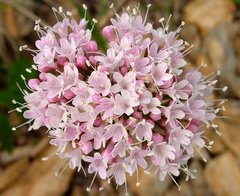 Teofrast Валериана лекарственная Valeriana officinalis