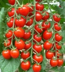 Семена Томат Сладкая Гроздь, черри