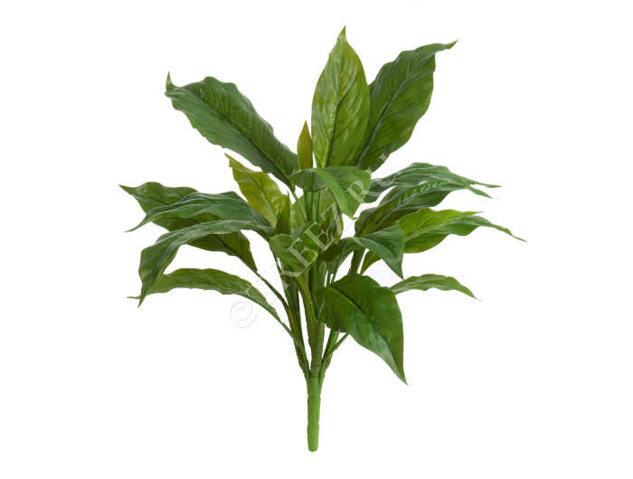 Спацифилум куст Мидл зелёный (Sensitive Botanic)