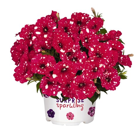 32105 Петуния SPARKLING RED