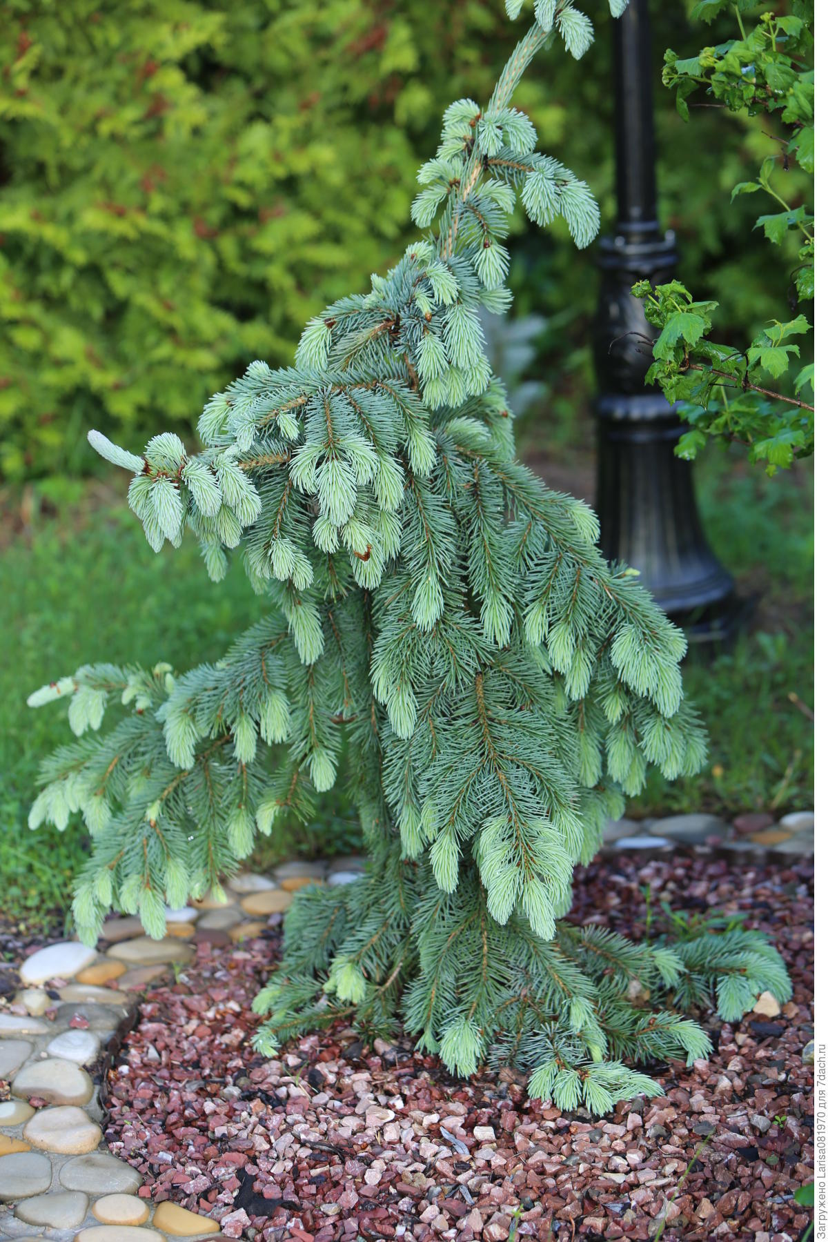 Семена Ель энгельмана picea engelmannii