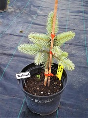 Teofrast Ель колючая Picea pungens Blue mountain