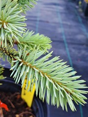 Teofrast Ель колючая Picea pungens Blue mountain