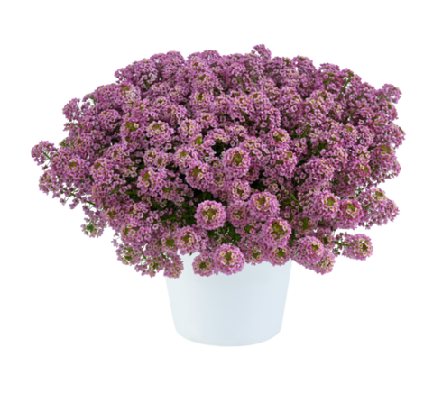 2420 Алиссум STREAM COMPACT Rose (Весна 2026)