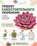 Сансевиерия Муншайн (Sansevieria Moonshine) черенок — инфографика по уходу и реанимации после доставки