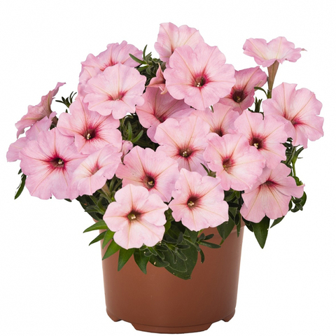 32159 Петуния POTUNIA BUBBLEGUM (ОСЕНЬ 2025)