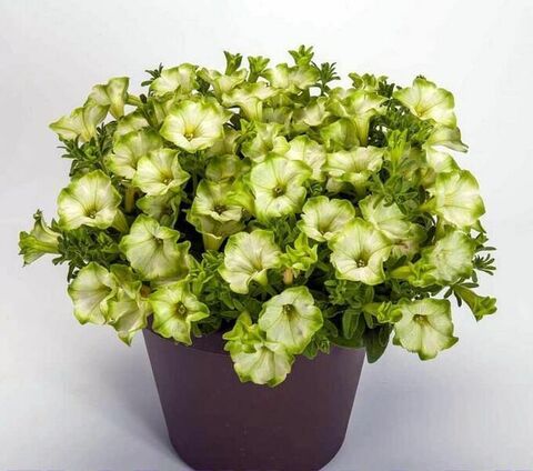 32222 Петуния RAY Pistachio Cream (Весна 2026)