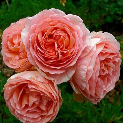 Абрахам Дерби (Abraham Darby)
