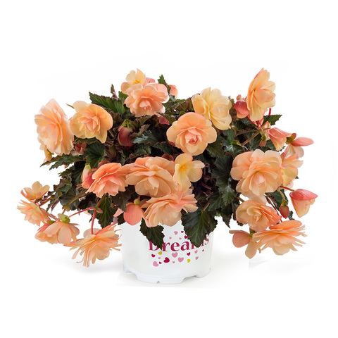 1209 Бегония FRAGRANT FALLS PEACH (Весна 2026)