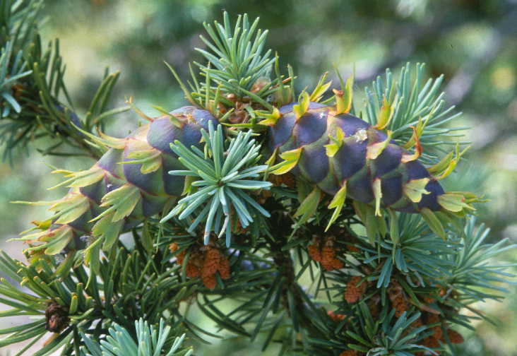 Семена Псевдотсуга тисолистная сизая Pseudotsuga menziesii Glauca