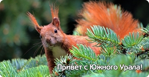 Урал Сувенир - Кружка Южный Урал №0010 Белка на ветке