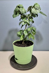 Teofrst Пачули Pogostemon