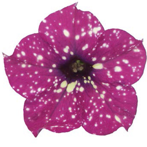 32337 Петуния STARTUNIA MAGENTA (Весна 2026)