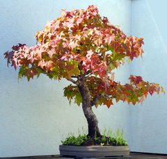 Ликвидамбар смолоносный  liquidambar ctyraciflua