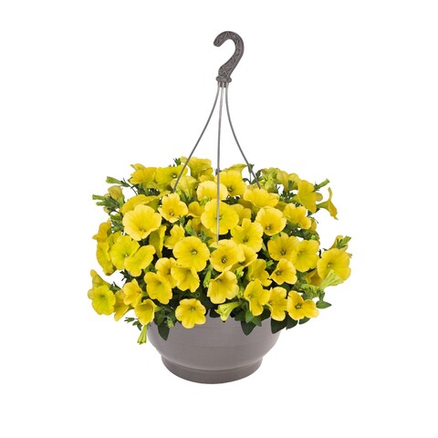 32158 Петуния SWEETUNIA CANARY YELLOW - горшок 0,5л(P9)