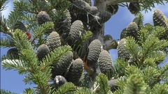 Семена Пихта корейская Abies koreana