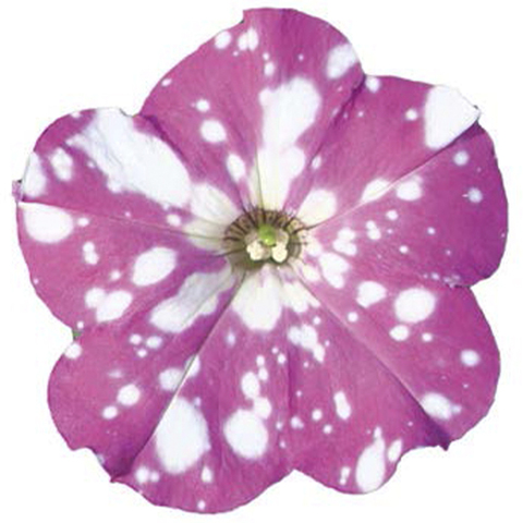 32338 Петуния STARTUNIA PINK (ОСЕНЬ 2025)