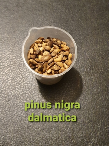 Teofrast Семена Сосна черная далмацкая Pinus nigra Dalmatica