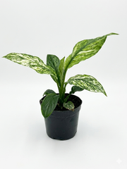 Спатифиллум Variegated Peace Lily д. 9