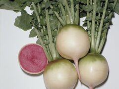 Рэд мит семена дайкона (Takii / Таки)