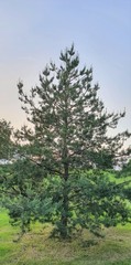Teofrast Семена сосна обыкновенная Pinus sylvestris