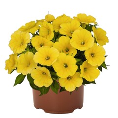 32158 Петуния SWEETUNIA CANARY YELLOW - горшок 0,5л(P9)