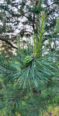 Teofrast Семена сосна обыкновенная Pinus sylvestris