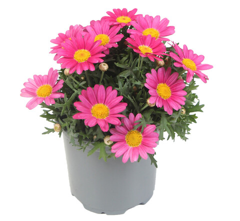 3637 Агрирантемум SIMBA DARK PINK