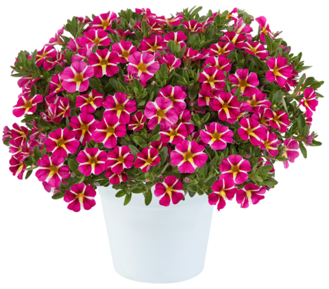 1995 Калибрахоа COLIBRI PINK BLING