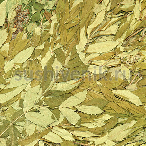 Веник из рябины - 6