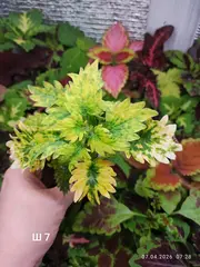Ш 7 Глазурь Тай колеус