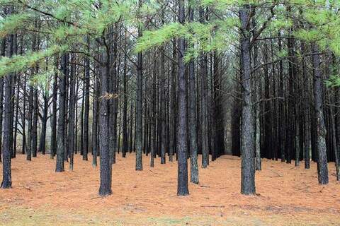 Семена сосна Ладанная Pinus taeda