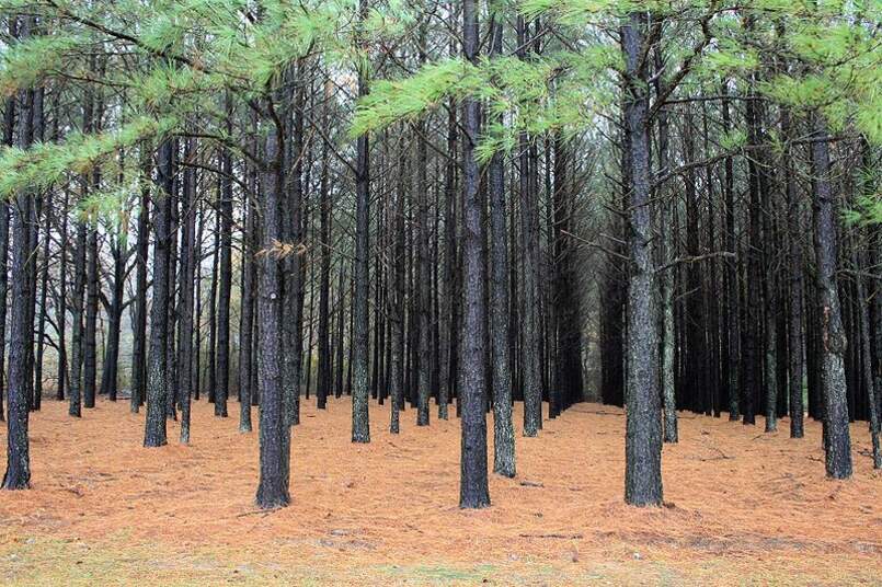 Семена Сосна Ладанная Pinus taeda