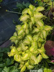 Emerald Gold Тай колеус