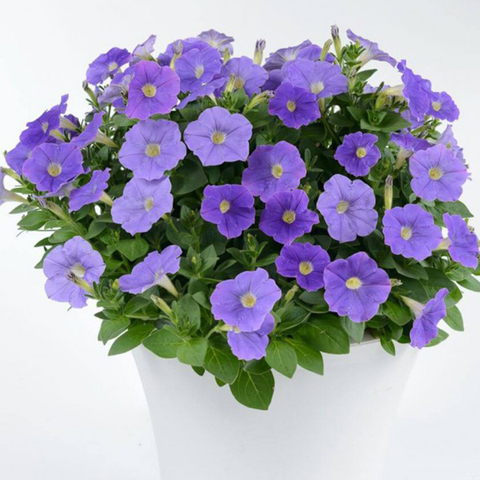 32255 Петуния RAY CLASSIC BLUE (ОСЕНЬ 2025)