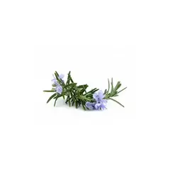 Эфирное масло Розмарина (Rosemary) - 10 мл. Compagnie des Sens