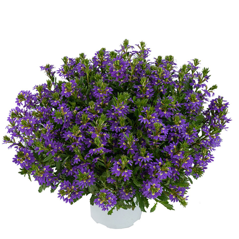 3403 Сцевола Purple Haze (Весна 2026)